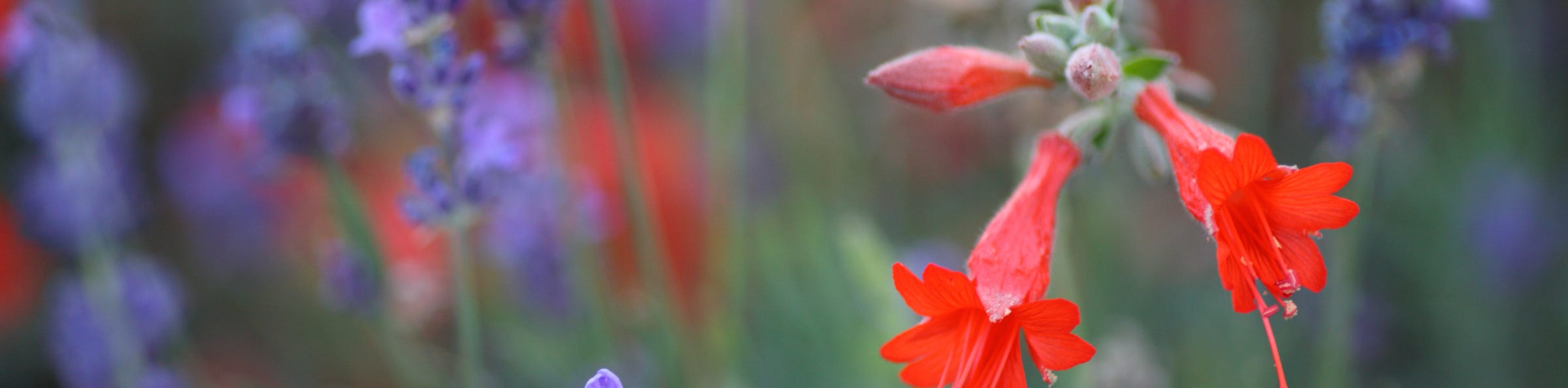 California fuchsia and lavender plant combination